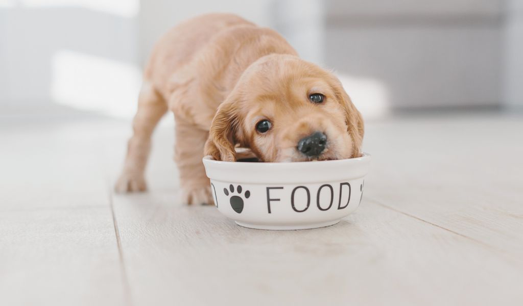What can Cocker spaniels eat? Cocker spaniel diet tips 3 what can cocker spaniels eat