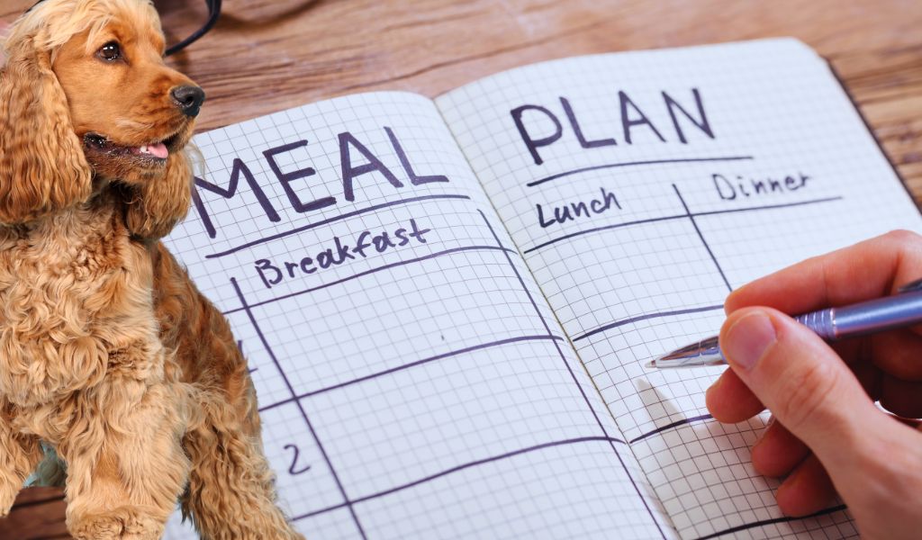 What can Cocker spaniels eat? Cocker spaniel diet tips 5 what can cocker spaniels eat