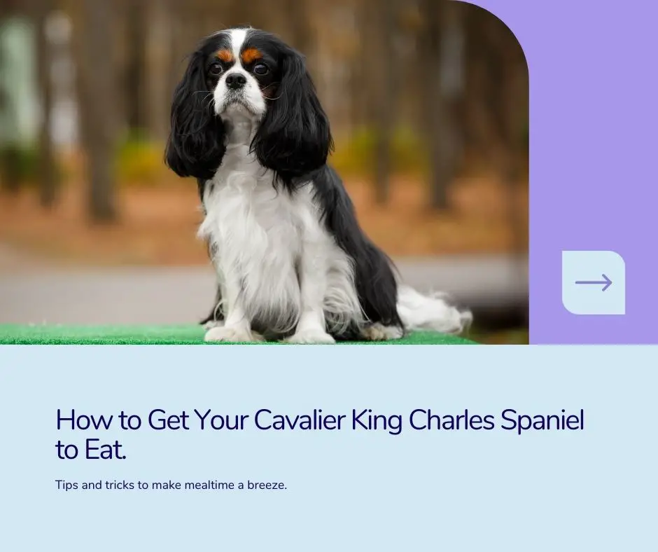 how to get your cavalier king charles spaniel to eat