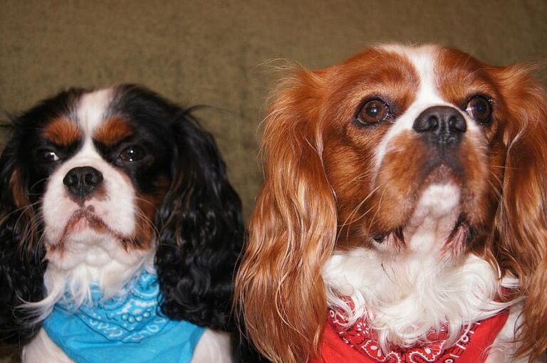 How to get a Cavalier King Charles spaniel to eat 7 easy tips