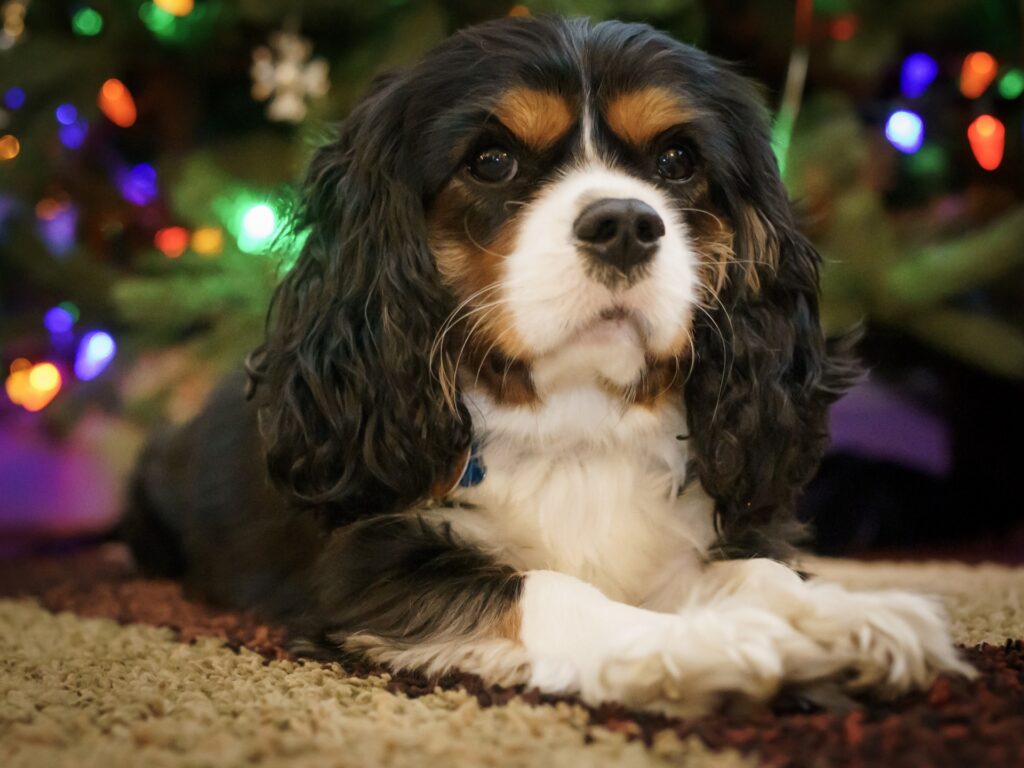 How to get a Cavalier King Charles spaniel to eat 7 easy tips