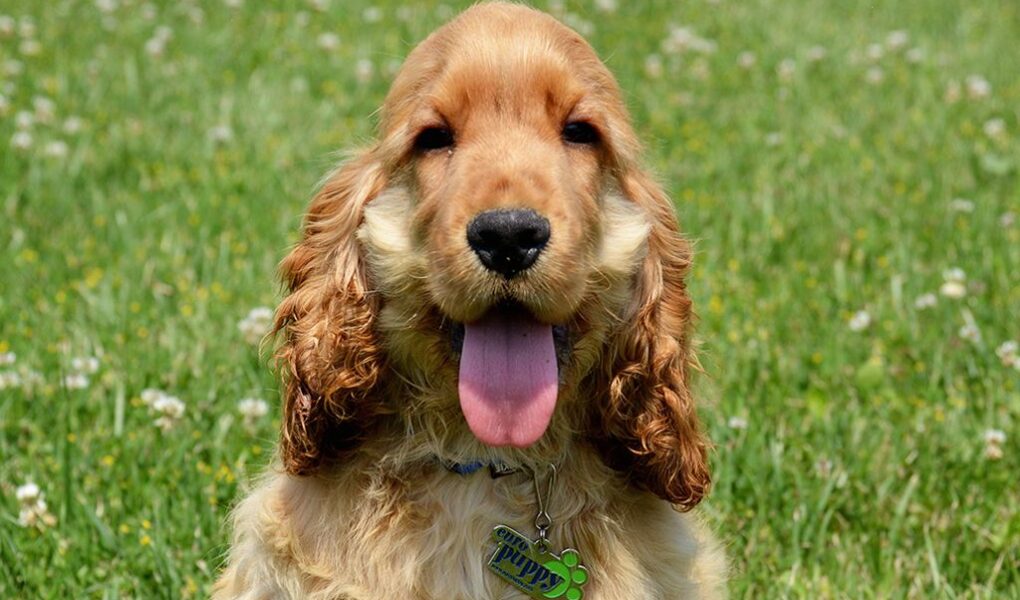 Best shampoo for Cocker spaniels. Top 5 Ideal Choices.