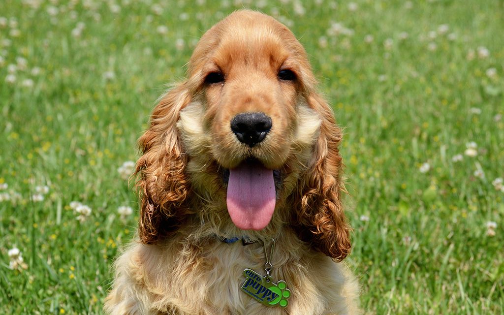 best shampoo for cocker spaniels