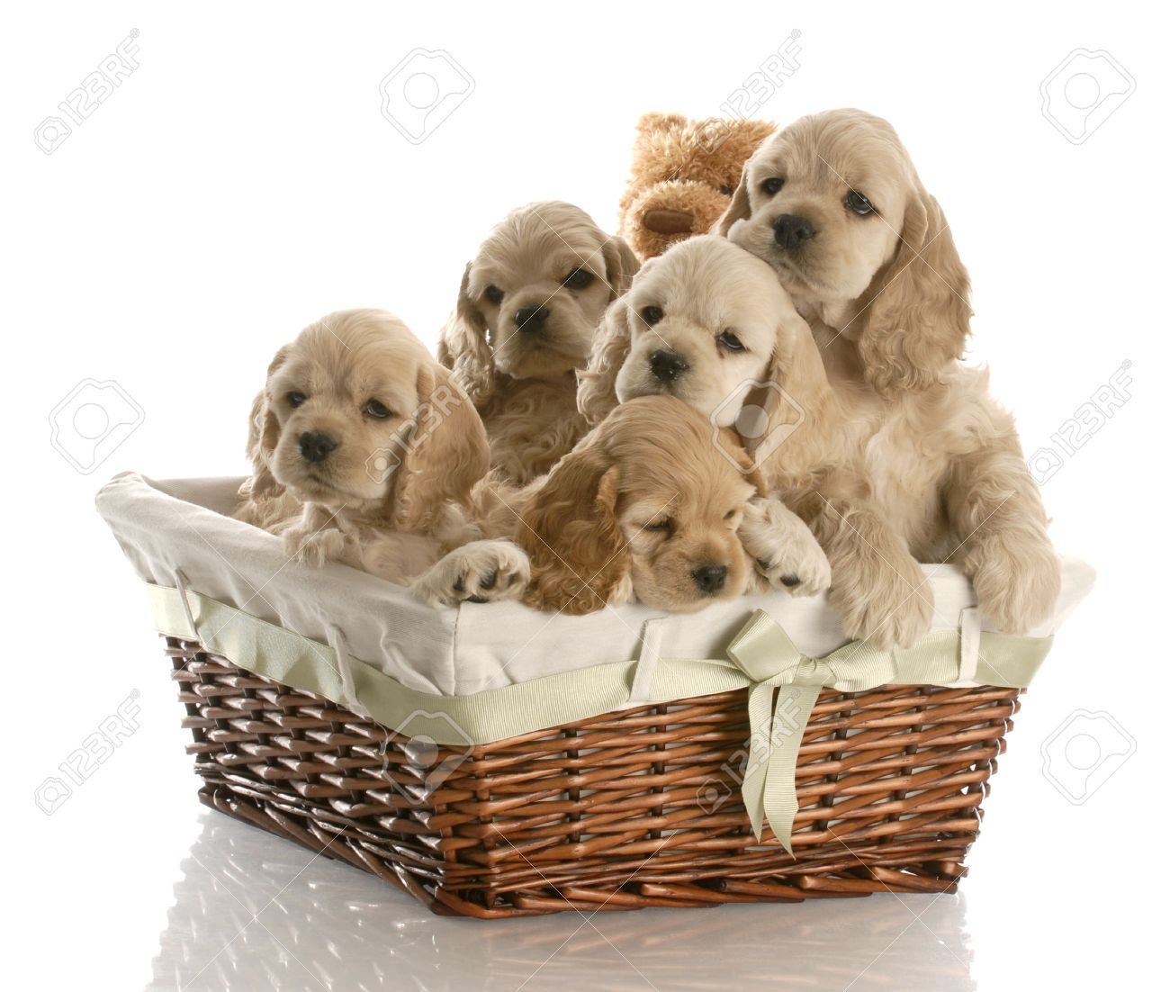 Cocker spaniel pregnancy signs. What you should look for.