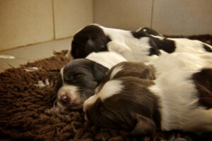 What temperature do newborn puppies need_