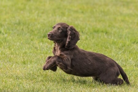 how fast can a cocker spaniel run