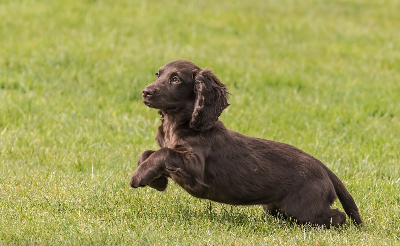 how fast can a cocker spaniel run