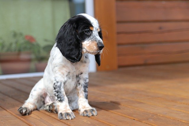 cocker spaniel pregnancy signs