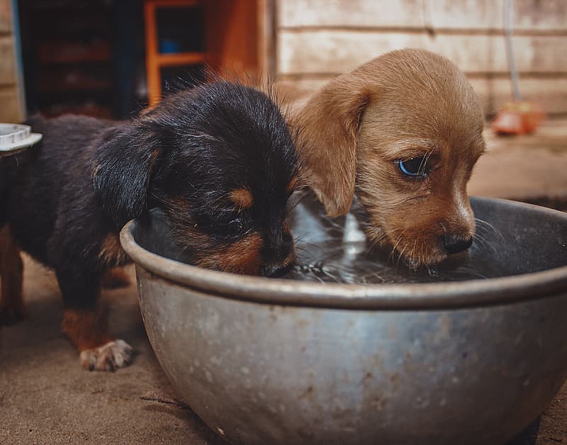 can dogs drink squash