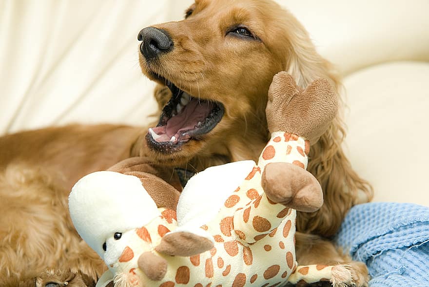 what can cocker spaniels eat