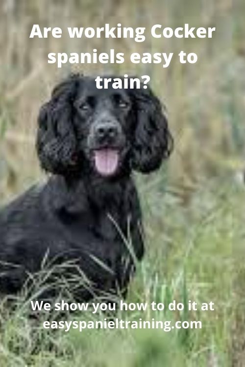 are working cocker spaniels easy to train