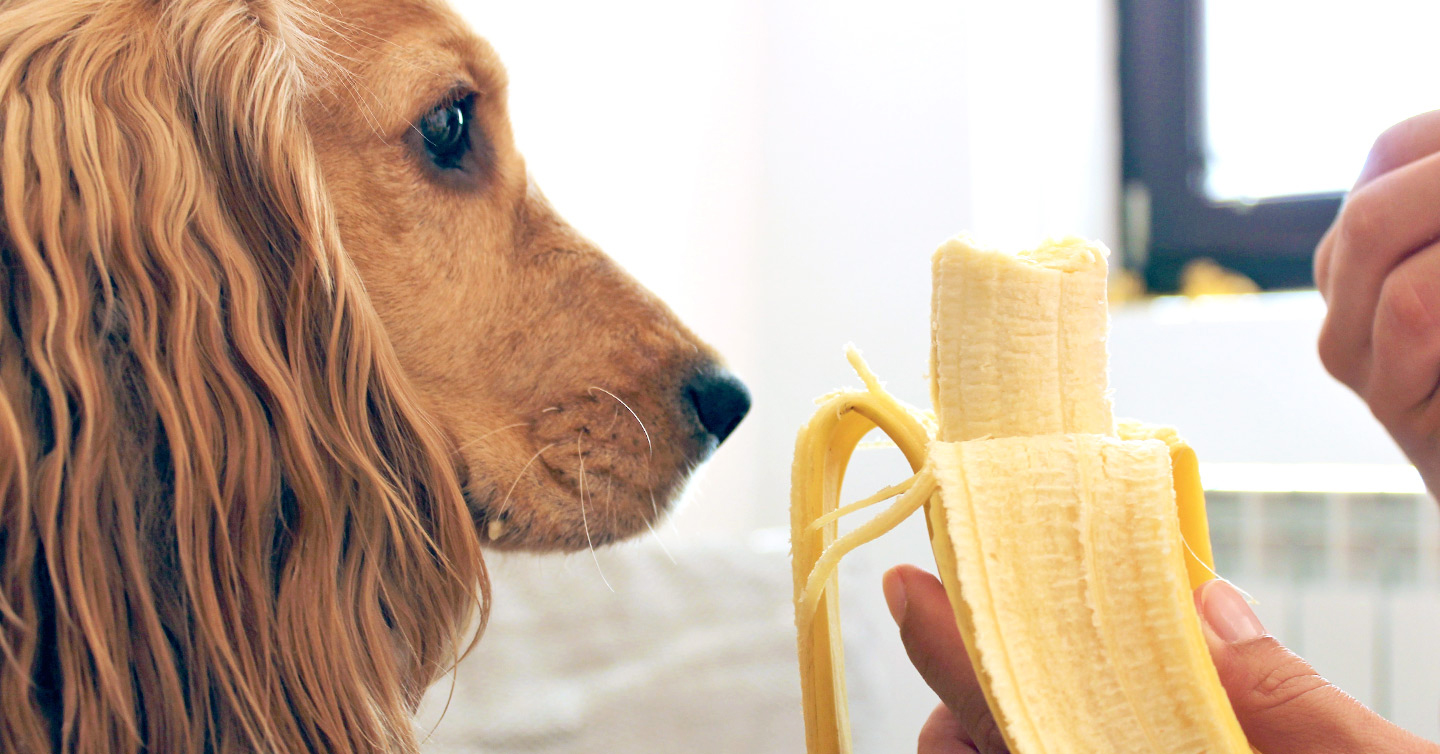 are bananas good for the english springer spaniel