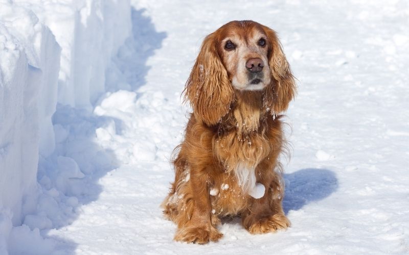 Do Cocker spaniels like to cuddle?