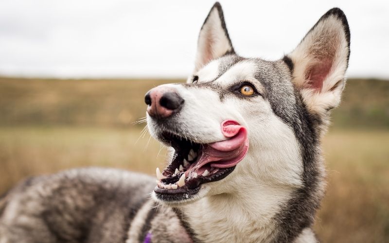 why do dogs quiver their lips