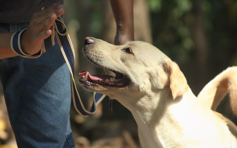 The 5 steps to dog training success 3 the 5 steps to dog training