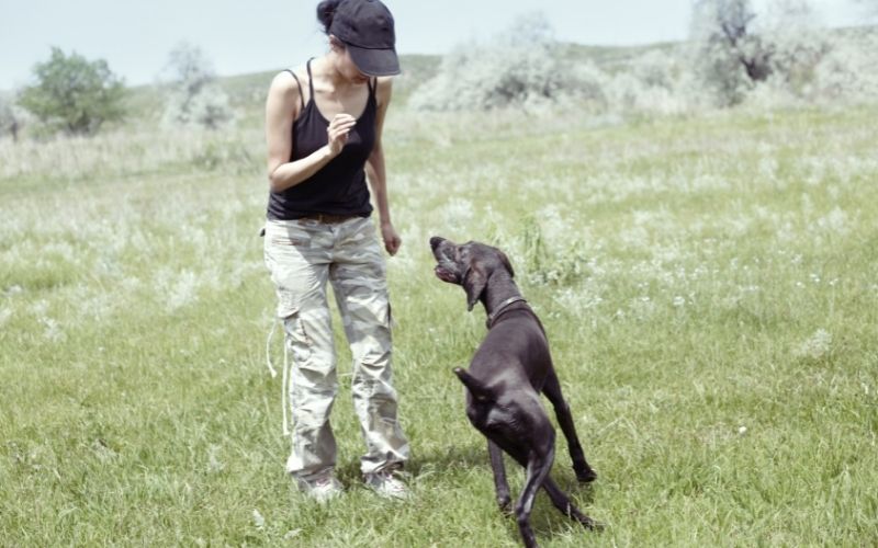 the 5 steps to dog training