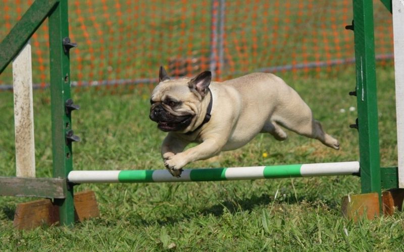 The 5 steps to dog training success 6 the 5 steps to dog training