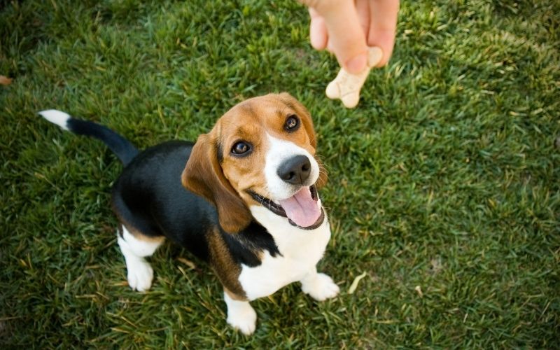 the 5 steps to dog training