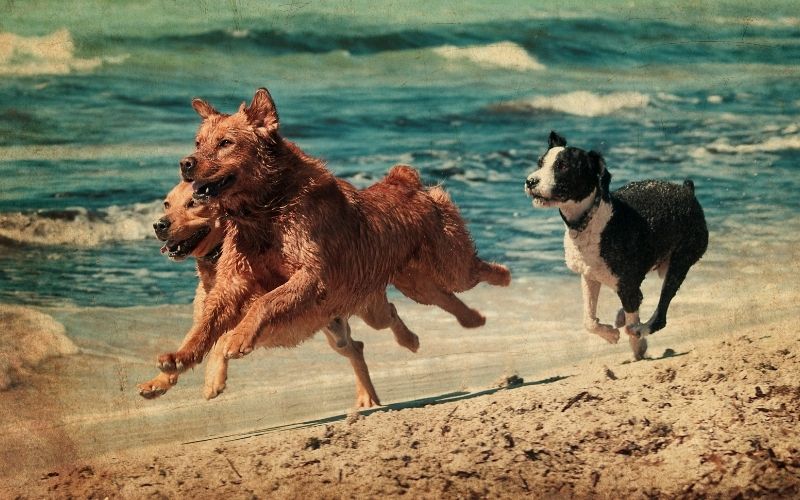 The 5 steps to dog training success 8 the 5 steps to dog training