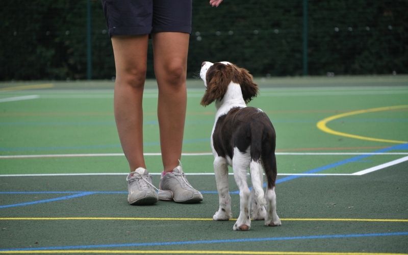 the 5 steps to dog training