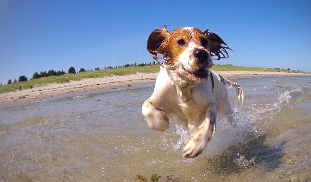 How to stop a Cocker spaniel from chasing