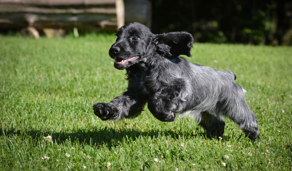 How to help a Cocker spaniel lose weight