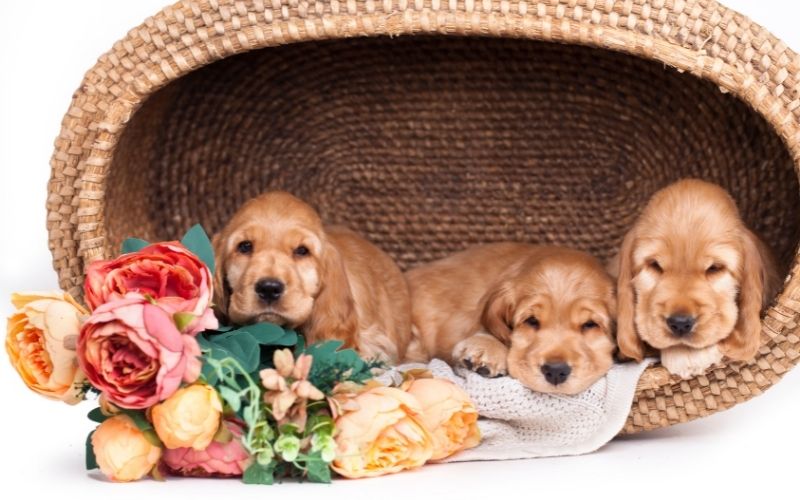 Do Cocker spaniels like to cuddle?