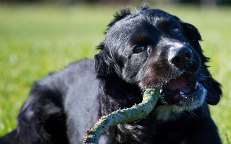 Do Cocker spaniels like to cuddle?