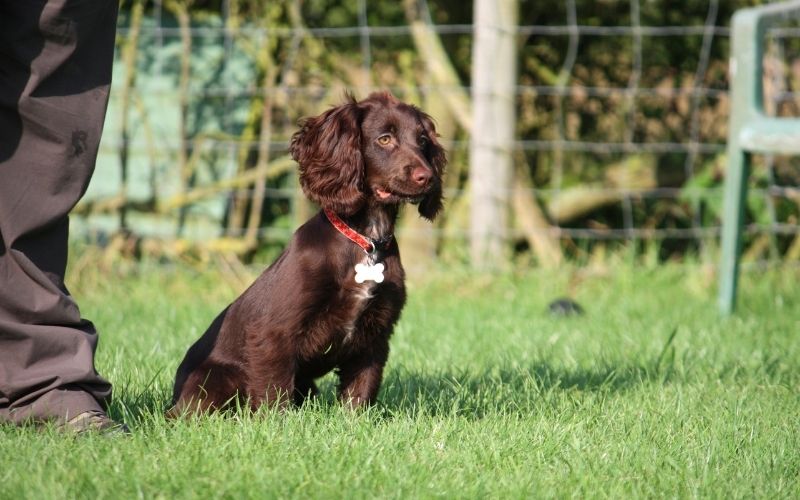 When do Cocker spaniels calm down?