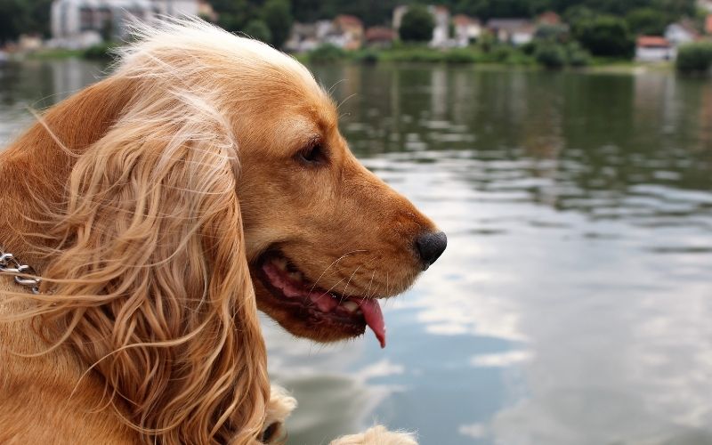 When do Cocker spaniels calm down?