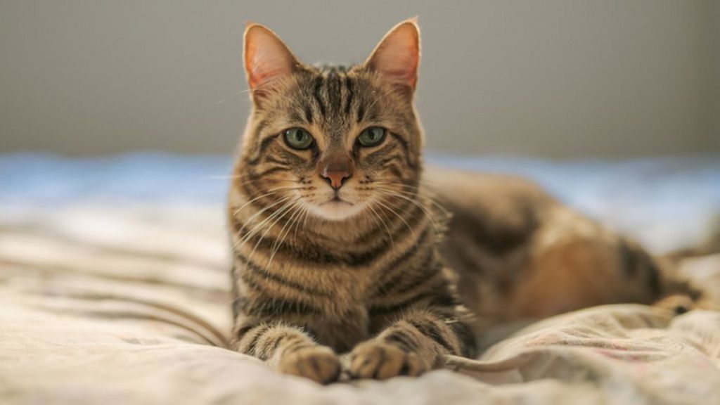 Is it bad for dogs to eat cat poop? 8 Is it bad for dogs to eat cat poop?