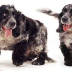how to help a cocker spaniel lose weight