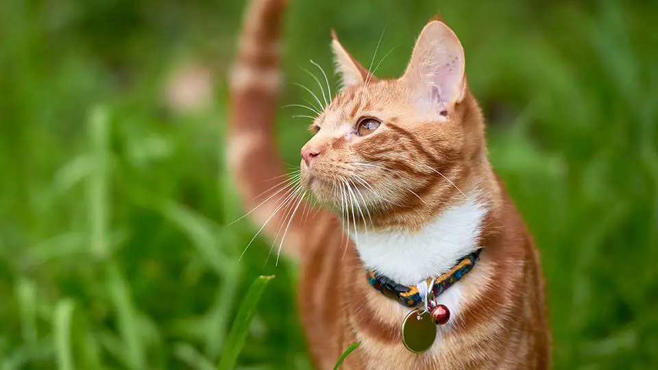 Is it bad for dogs to eat cat poop?