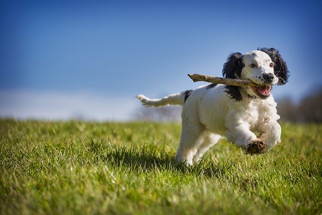 when do cocker spaniels calm down