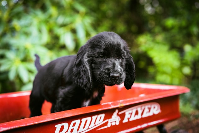 do cocker spaniels like to cuddle