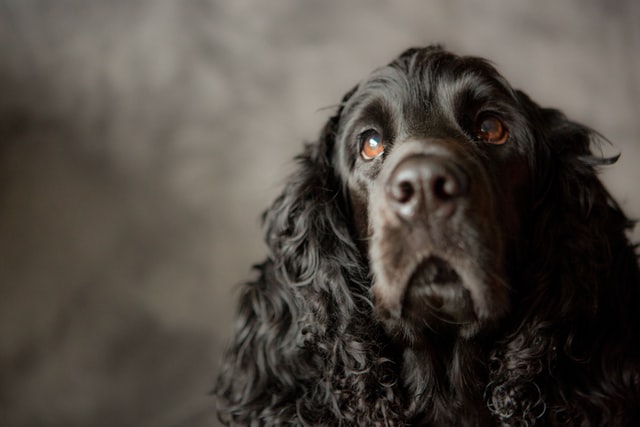 Do Cocker spaniels like to cuddle?