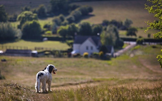 are working cocker spaniels hard to train