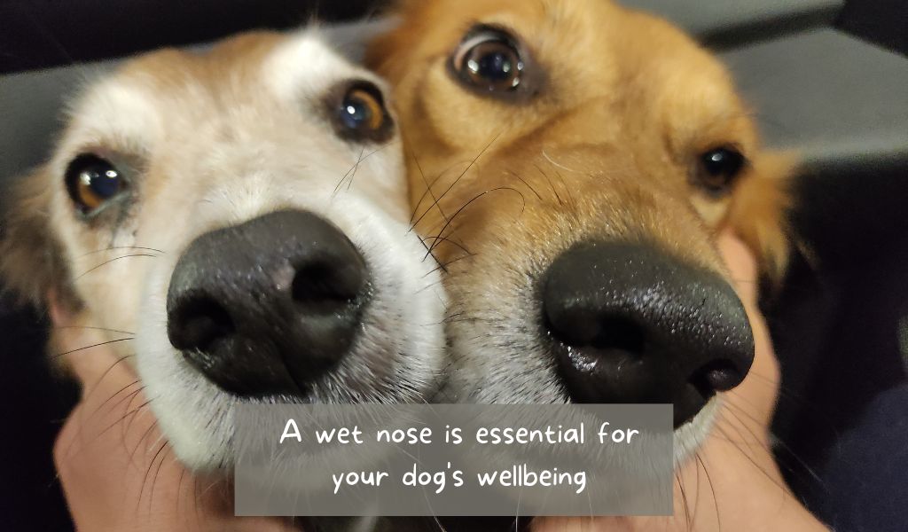 Here's why your dog's nose is always wet 8 dog's wet nose