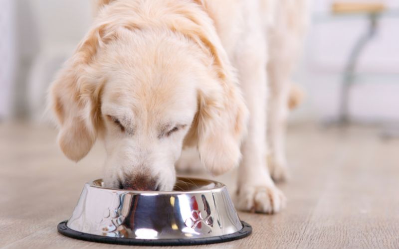 can dogs eat quaker oats