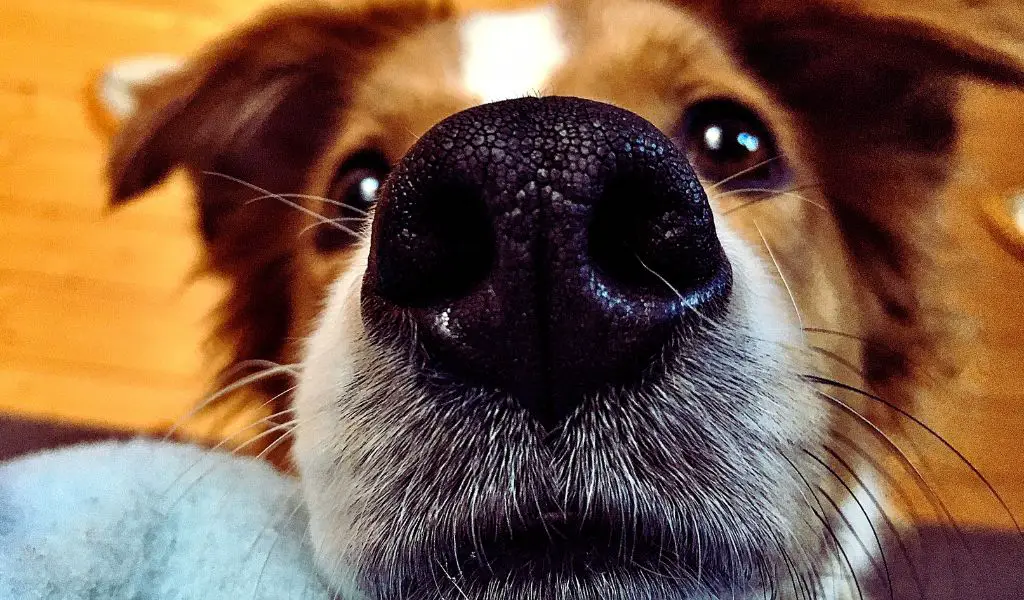 Why are dogs noses black