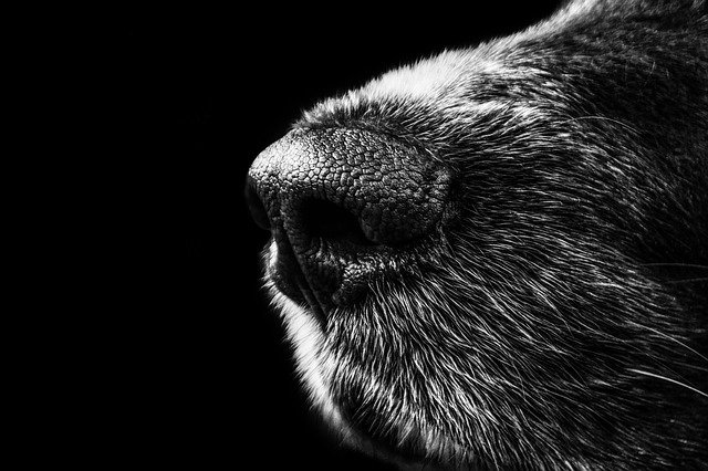 Why are dogs noses black?