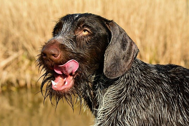 Here’s why your dog’s nose is always wet