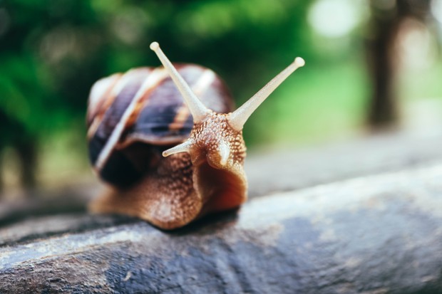 Why do dogs eat snails?