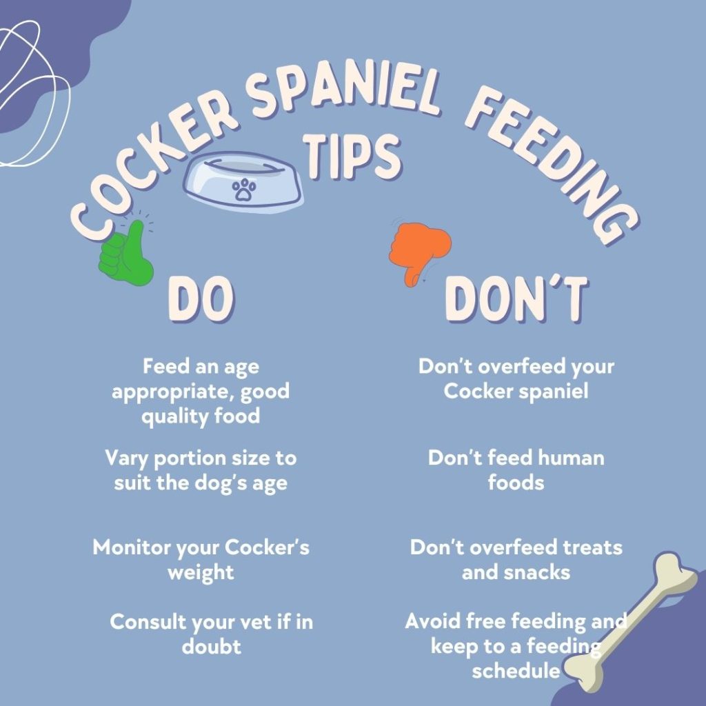 How many times should a Cocker spaniel eat? 2 An image that provides information about how to feed a Cocker spaniel