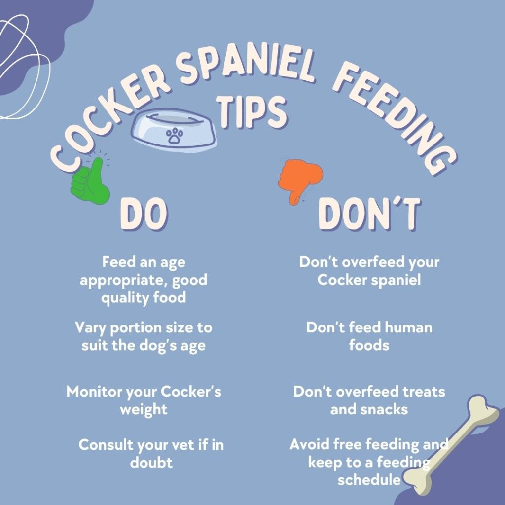 An image that provides information about how to feed a Cocker spaniel