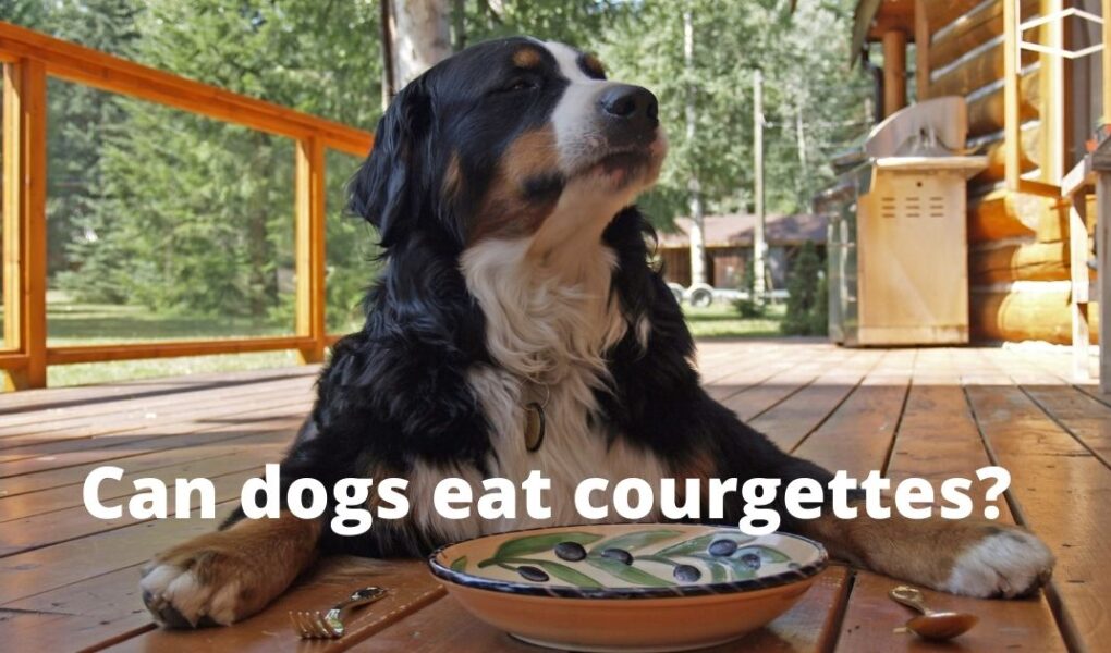 Can dogs eat raw courgettes? Everything you should know Easy Spaniel