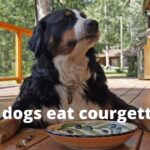 Can dogs eat raw courgettes