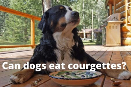 Can dogs eat raw courgettes