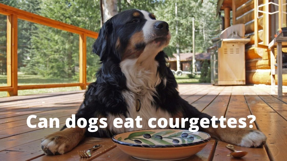 Can dogs eat raw courgettes