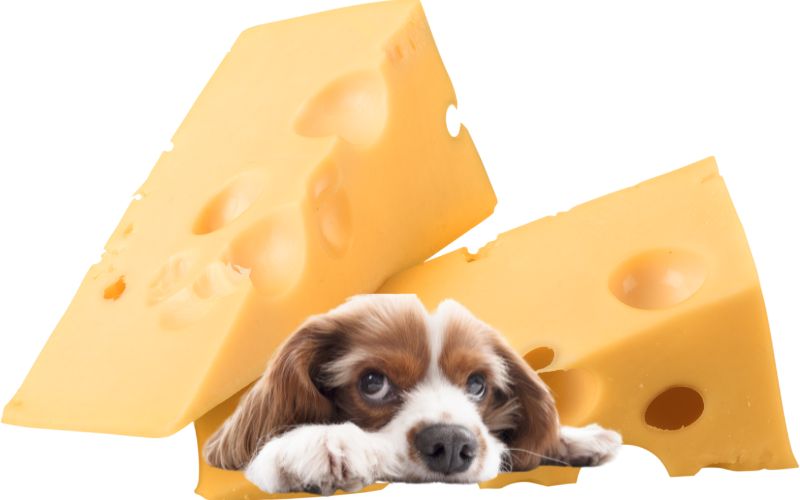 Can dogs eat cheese?